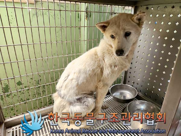한국동물구조관리협회_441406202300745